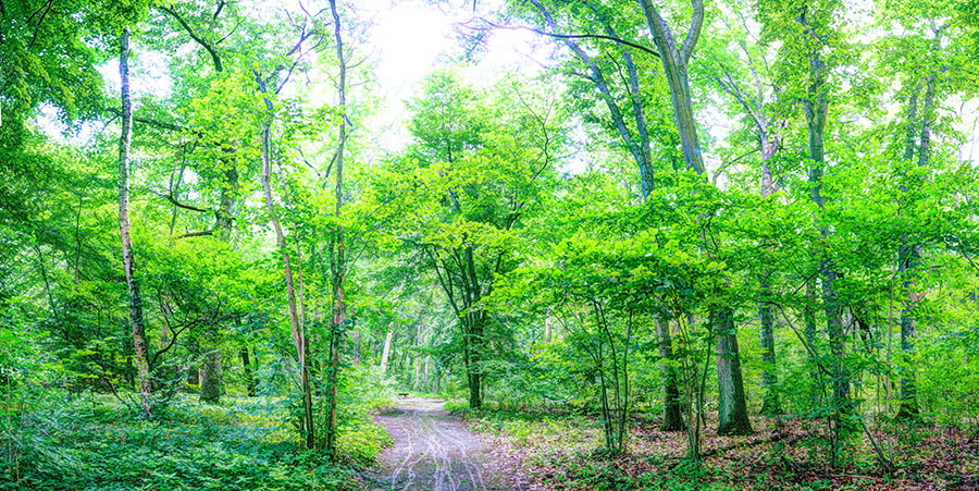 Preview heller wald gelb.jpg